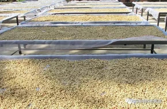 咖啡知识之杯测评鉴(方法)