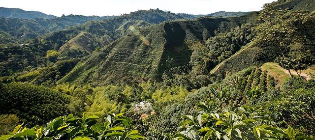哥伦比亚瑰夏咖啡评测 | 「希望庄园瑰夏」和「圣佩德罗庄园瑰夏」的区别