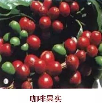 万字雄文说透咖啡:虽然经常捧着它,但你真的了解多少呢?