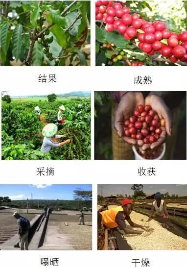 万字雄文说透咖啡:虽然经常捧着它,但你真的了解多少呢?