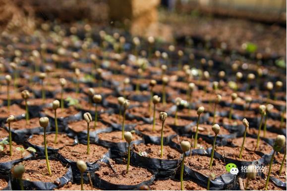 关于咖啡的20个小知识，不知道你就奥特了