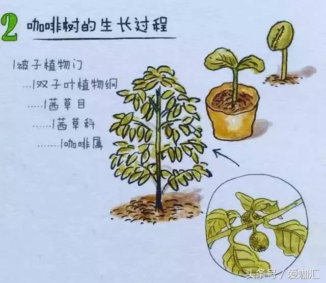 一文说尽咖啡的那些小秘密