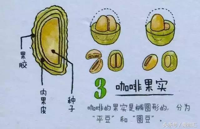 一文说尽咖啡的那些小秘密