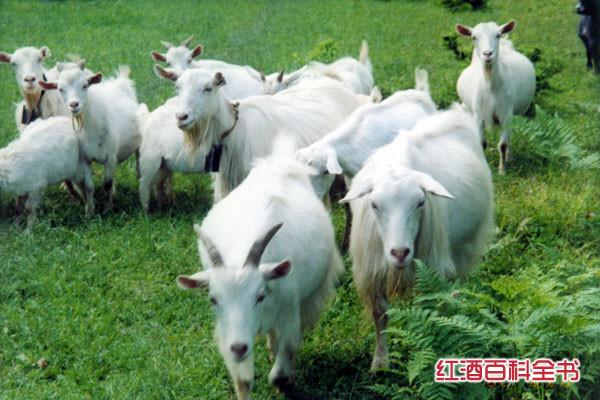 揭秘｜关于咖啡的17个“秘密”，每个都是更爱它的理由！