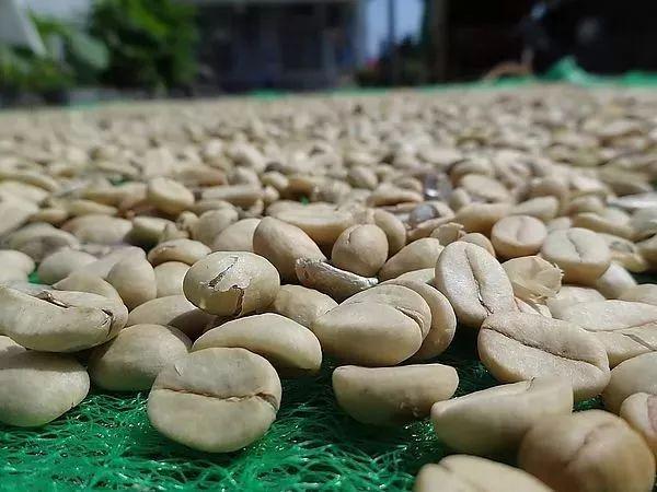 瑕疵豆类型有哪些？挑选咖啡豆十大要素