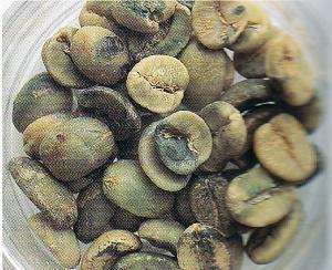 如何手工挑选咖啡豆及咖啡瑕疵豆