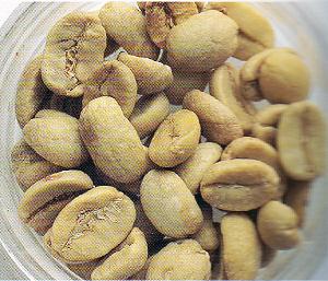 如何手工挑选咖啡豆及咖啡瑕疵豆