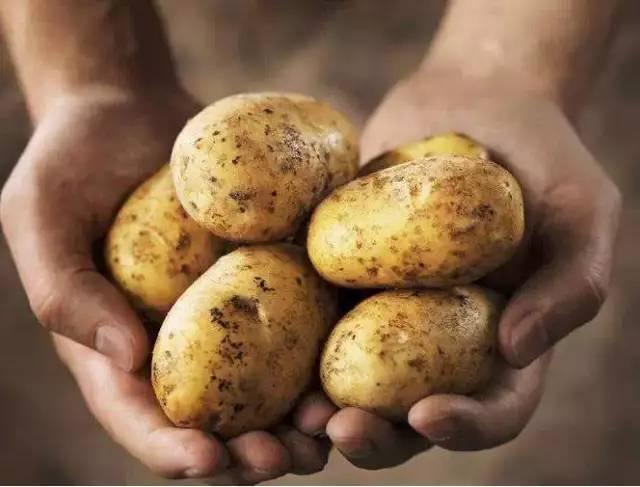 咖啡豆知识:这些咖啡豆都有一股马铃薯的味道