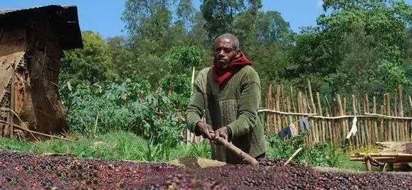 “蜜”处理咖啡豆都有哪几种?