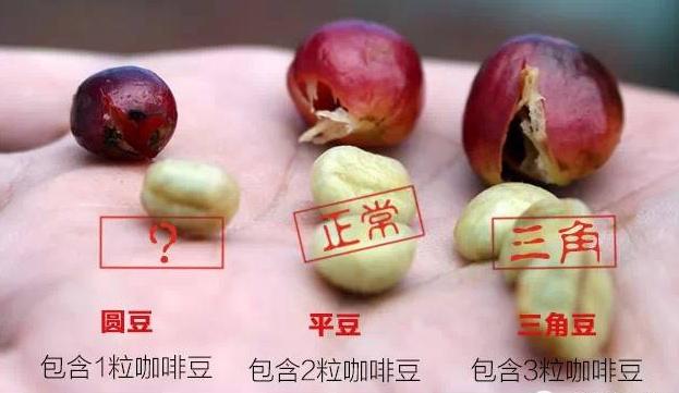 咖啡豆也分公母吗?你所不知的咖啡豆真相!