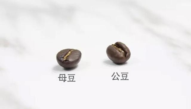咖啡豆也分公母吗?你所不知的咖啡豆真相!