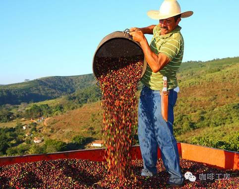 咖啡常识目前世界最热门的10种美洲咖啡豆风味介绍