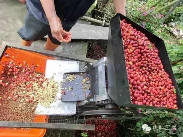 咖啡常识目前世界最热门的10种美洲咖啡豆风味介绍