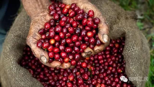 咖啡常识目前世界最热门的10种美洲咖啡豆风味介绍