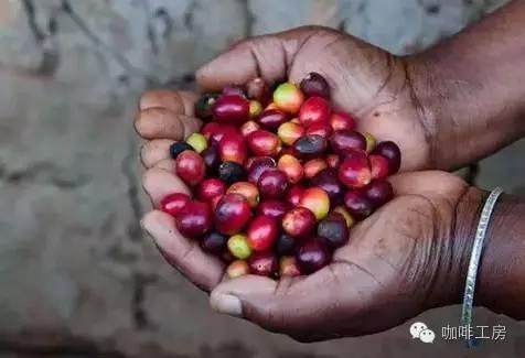 咖啡常识目前世界最热门的10种美洲咖啡豆风味介绍