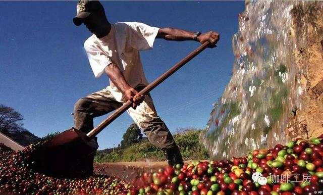 咖啡常识目前世界最热门的10种美洲咖啡豆风味介绍