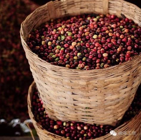 咖啡常识目前世界最热门的10种美洲咖啡豆风味介绍