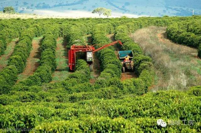 咖啡常识目前世界最热门的10种美洲咖啡豆风味介绍