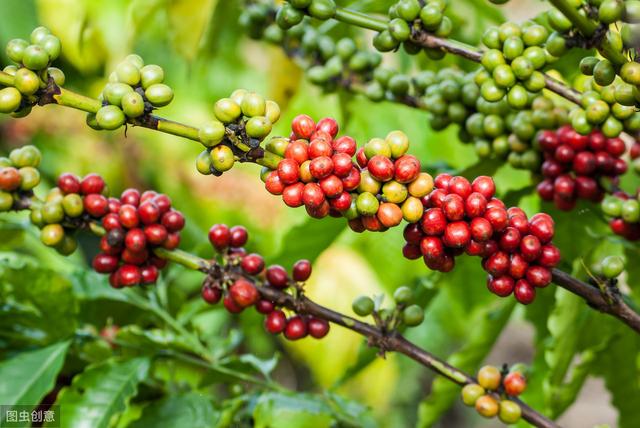 咖啡豆的品种介绍，常喝的基本都是阿拉比卡豆