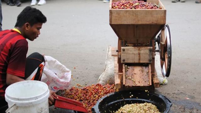 咖啡瑕疵豆 | 如何快速挑选出咖啡豆中的瑕疵豆?