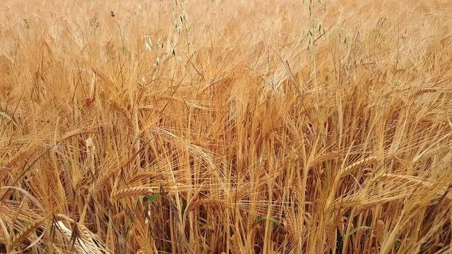 咖啡瑕疵豆 | 如何快速挑选出咖啡豆中的瑕疵豆?