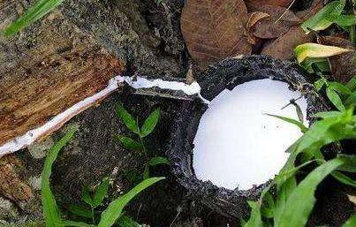 咖啡瑕疵豆 | 如何快速挑选出咖啡豆中的瑕疵豆?