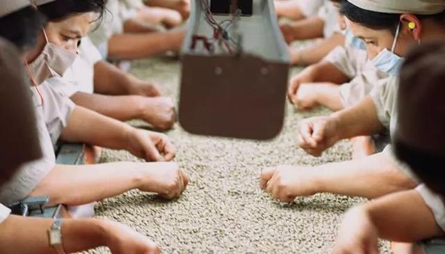 咖啡瑕疵豆 | 如何快速挑选出咖啡豆中的瑕疵豆?