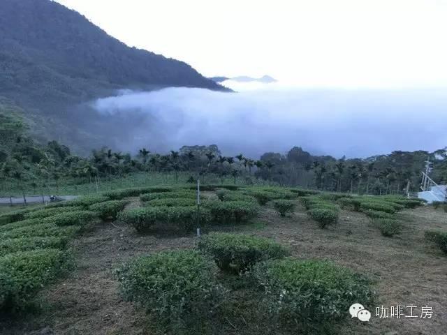 咖啡豆推荐 | 中南美洲咖啡产区咖啡豆怎么选?