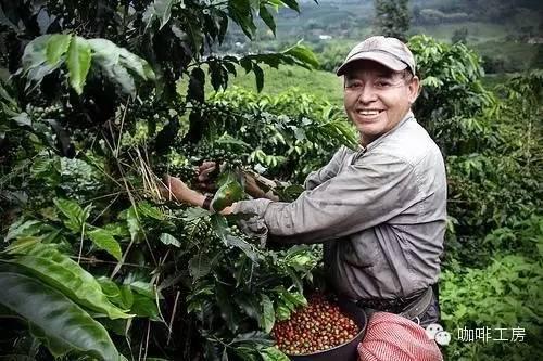 咖啡豆推荐 | 中南美洲咖啡产区咖啡豆怎么选?