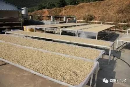 咖啡豆推荐 | 中南美洲咖啡产区咖啡豆怎么选?