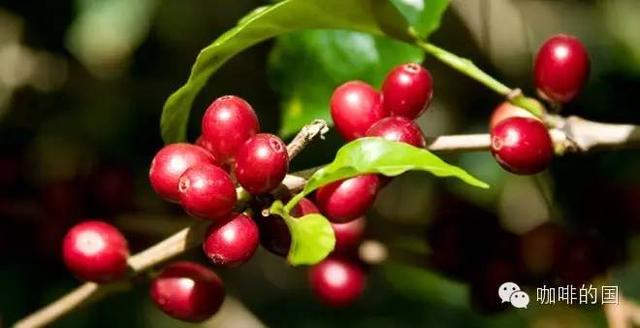 咖啡小白课堂丨咖啡豆你知多少？