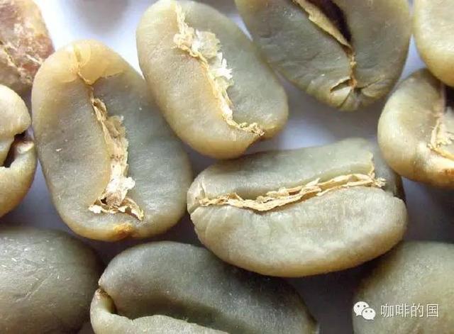 咖啡小白课堂丨咖啡豆你知多少？
