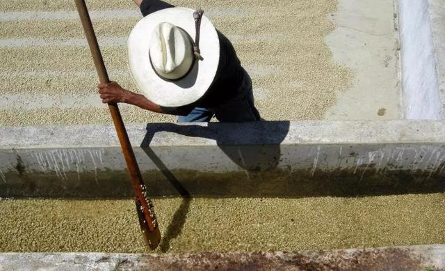 不懂得咖啡豆的处理方法 就不要随便说你懂咖啡