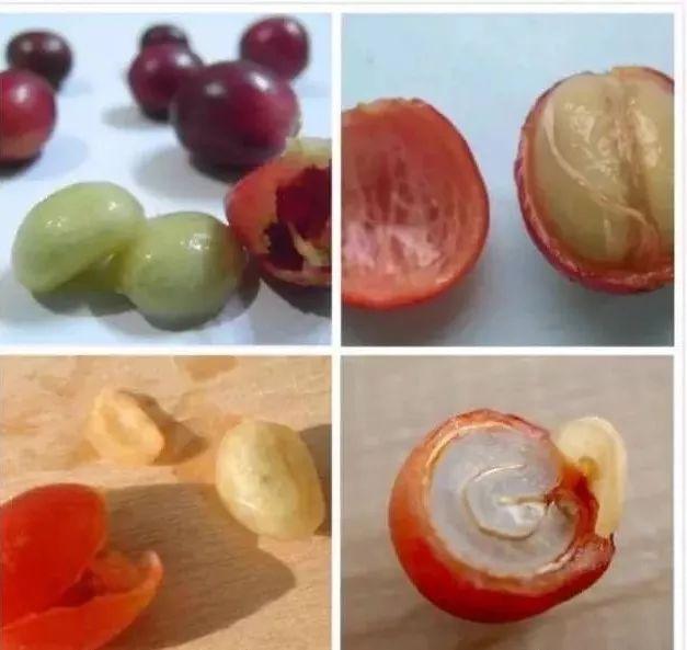 新手入门必备的咖啡豆小常识