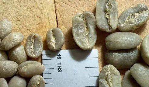 新手入门必备的咖啡豆小常识