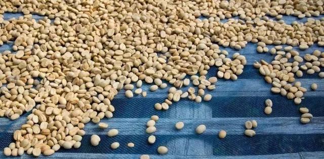 新手入门必备的咖啡豆小常识