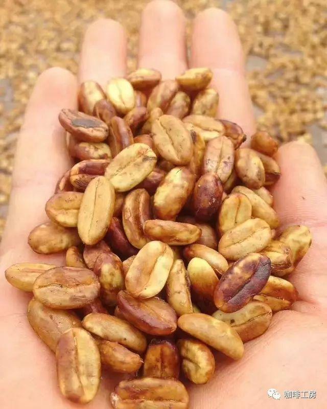 「咖啡豆基本知识」新手快速入门,小白进阶必读!