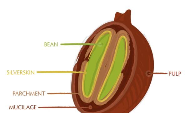 你知道吗?咖啡豆也有“蜜蜜” 了解咖啡豆的蜜处理