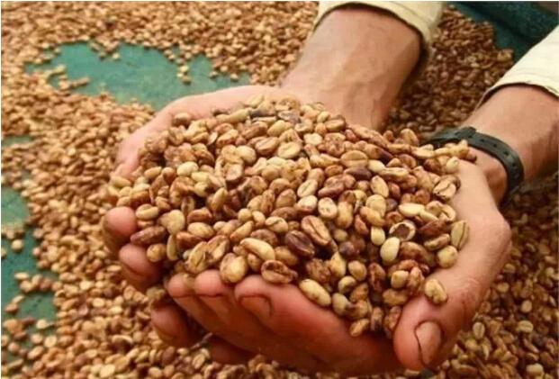 你知道吗?咖啡豆也有“蜜蜜” 了解咖啡豆的蜜处理