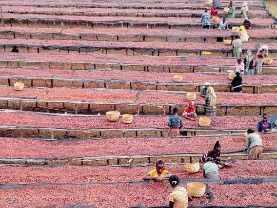 不同处理法的耶加雪菲咖啡豆会有什么差别？