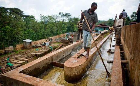 不同处理法的耶加雪菲咖啡豆会有什么差别？