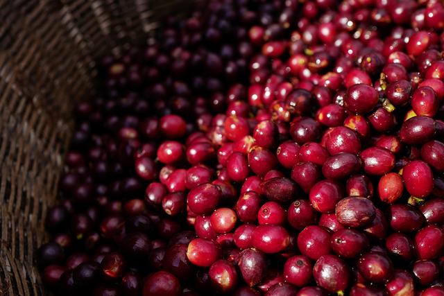 一颗云南咖啡豆的自白