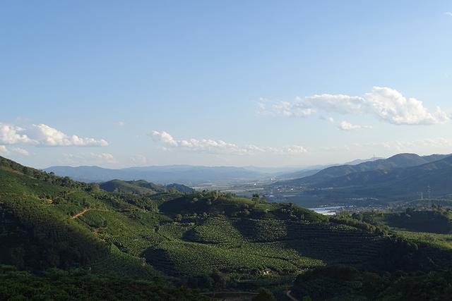 一颗云南咖啡豆的自白