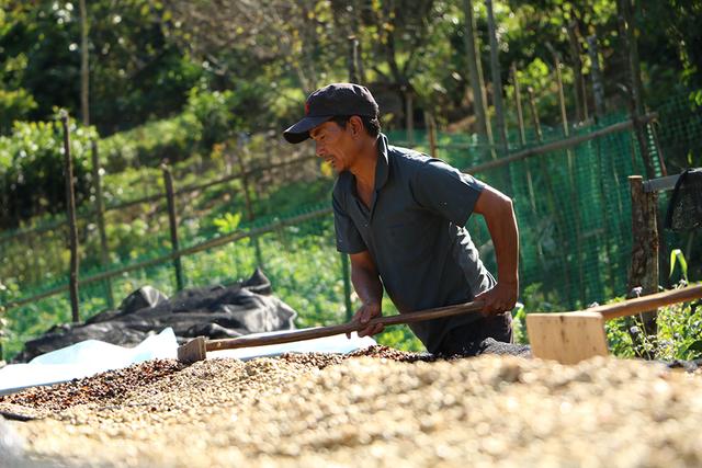 一颗云南咖啡豆的自白