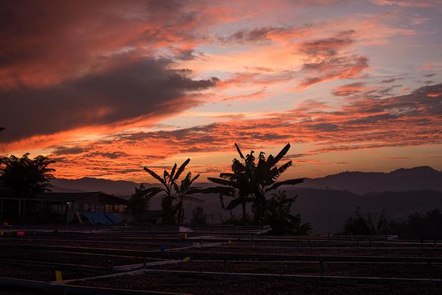一颗云南咖啡豆的自白