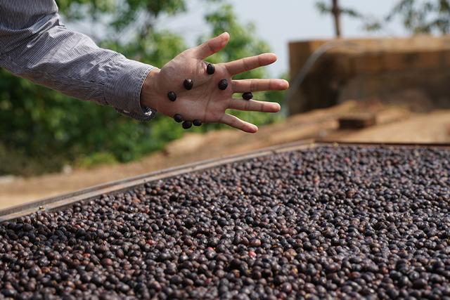 一颗云南咖啡豆的自白