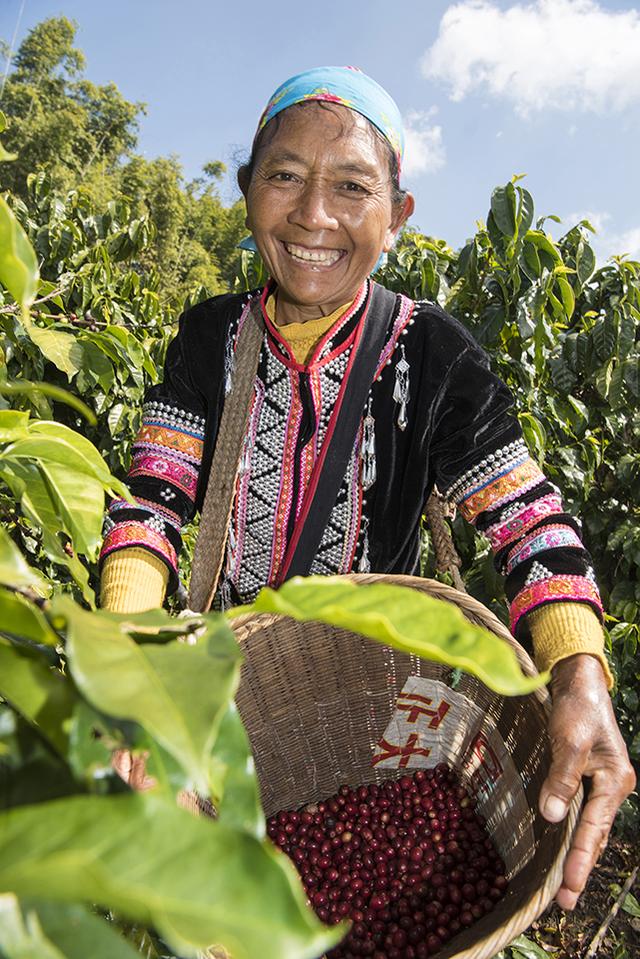 一颗云南咖啡豆的自白