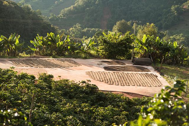 一颗云南咖啡豆的自白