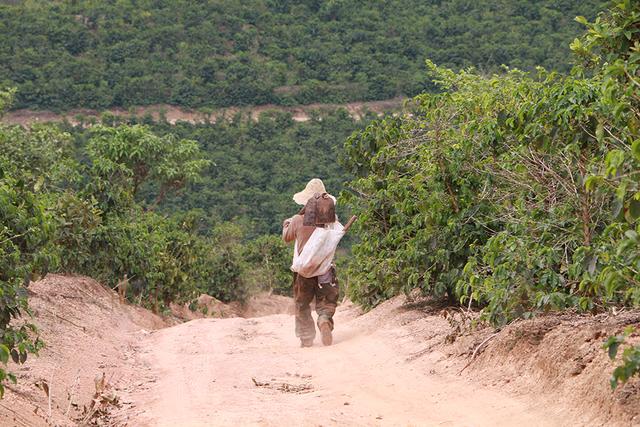 一颗云南咖啡豆的自白