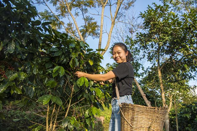 一颗云南咖啡豆的自白